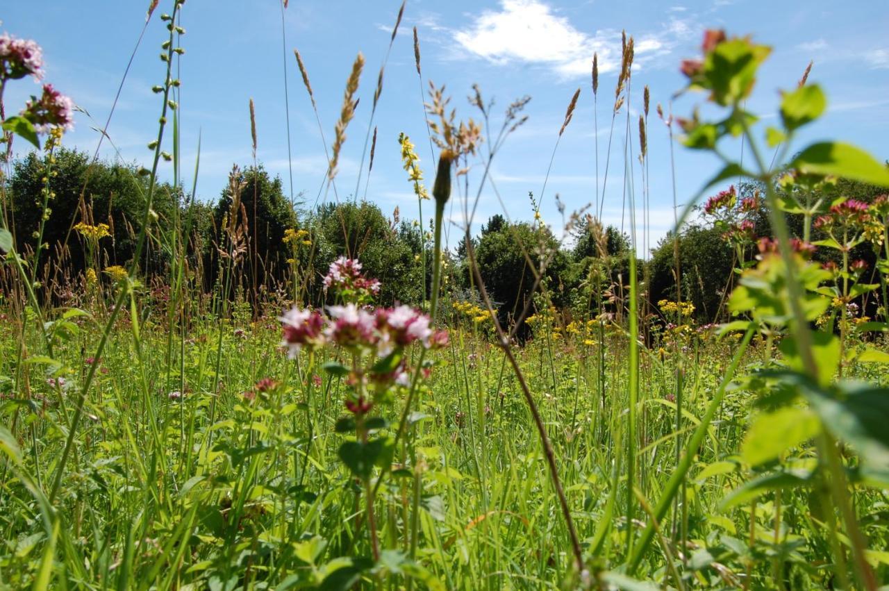 South Downs Eco Lodge & Camping East Meon Eksteriør billede